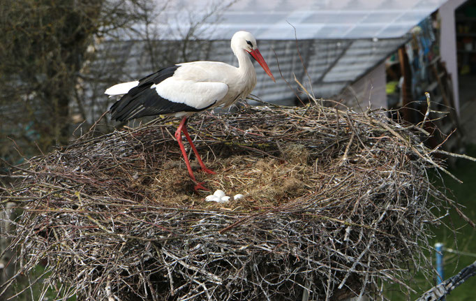 1 Storch Bahnhof 16.4.21 FEZ / Störche in Ichenhausen