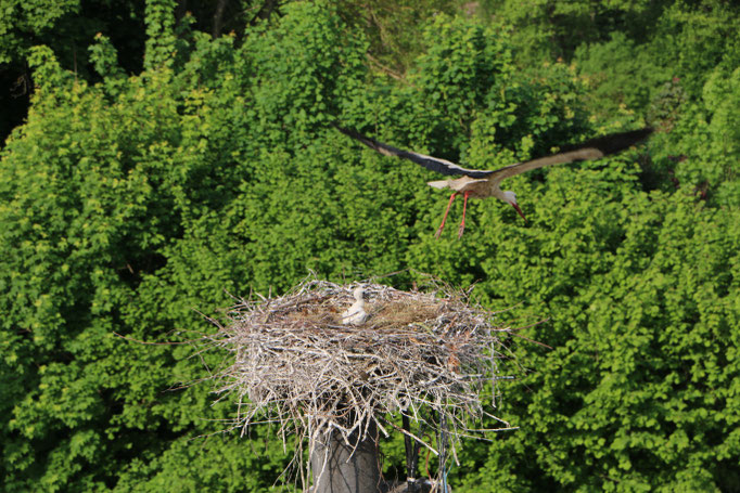 Storch 3.6.21 Boschhorn / Störche in Ichenhausen