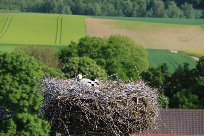 Storch 3.6.21 Unterrohr / Störche im Kammeltal