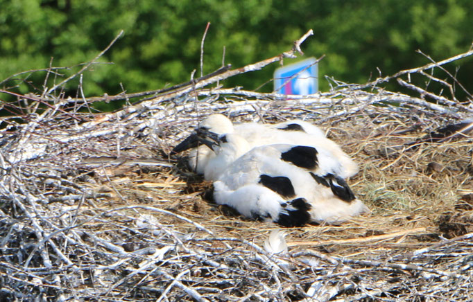 Storch 3.6.21 Unterrohr / Störche im Kammeltal