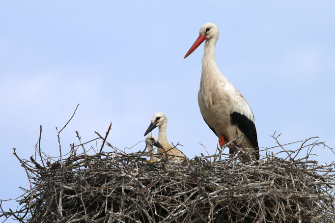 Storch 3.6.21 Schloß  / Störche in Ichenhausen