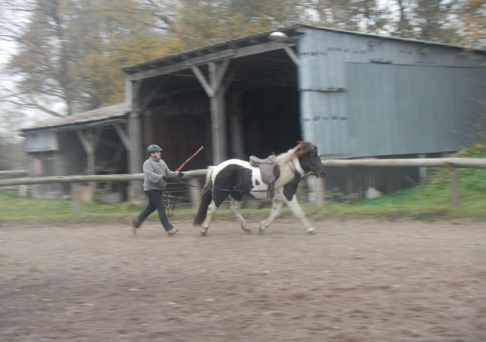 Islandpferdehof Fönixtal - Fitness für Ross und Reiter...