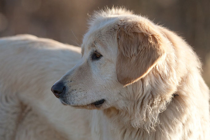 Cujana Portrait