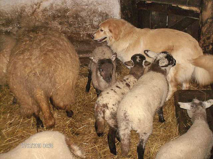 Halbschwester zu Cujana im Schafstall