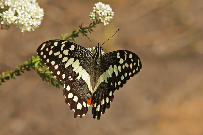 Papilio demodocus - Zitrus-Schwalbenschwanz (OS)