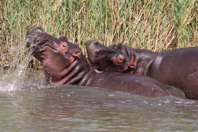 Hippopotamus amphibius subsp. capensis - Südafrikanisches Flusspferd
