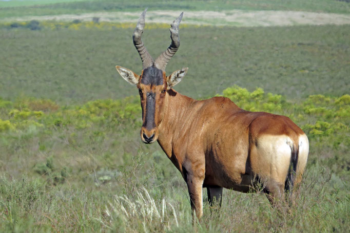 Alcelaphus caama - Südafrikanische Kuhantilope