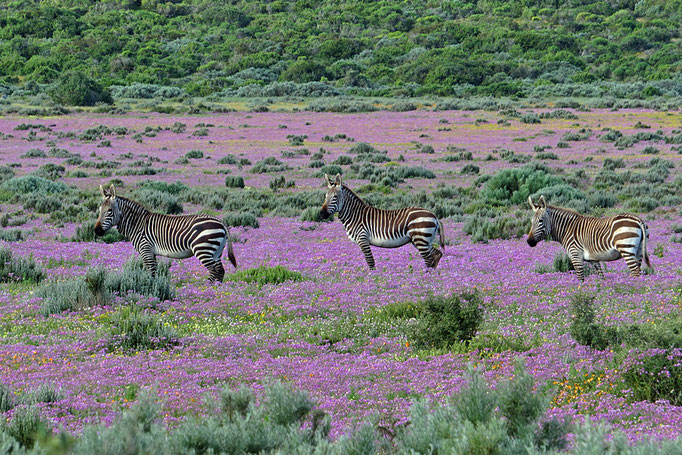 Equus zebra subsp. zebra - Kap-Bergzebra