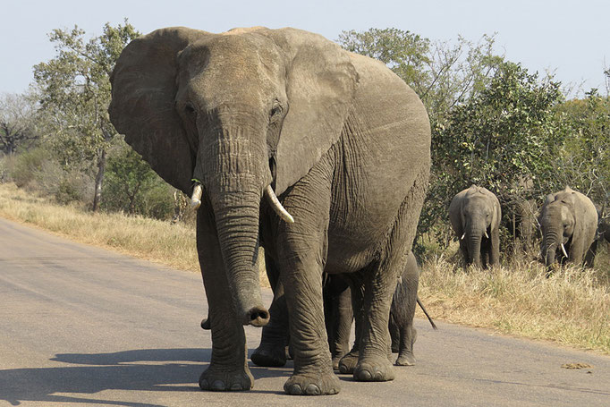 Loxodonta africana - Afrikanischer Elefant