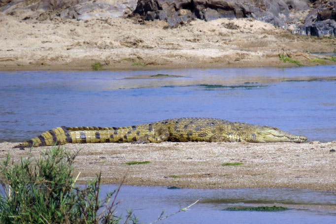 Crocodylus niloticus - Nilkrokodil