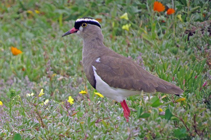 Vanellus coronatus - Kronenkiebitz