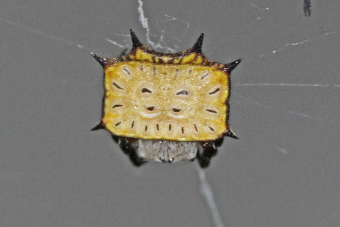 Isoxya tabulata