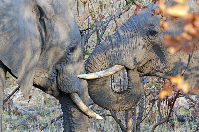 Loxodonta africana - Afrikanischer Elefant (Jungbullen)