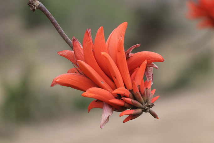Erythrina lysistemon - Südafrikanischer Korallenbaum (Blütenstand)