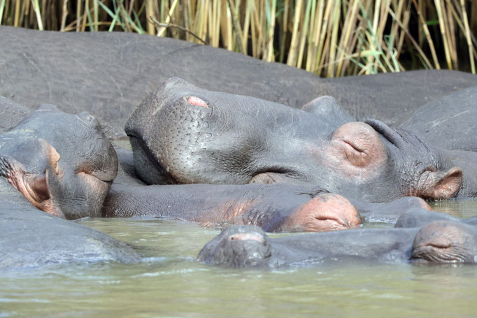 Hippopotamus amphibius subsp. capensis - Südafrikanisches Flusspferd
