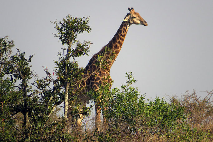 Giraffa giraffa subsp. giraffa - Kap-Giraffe