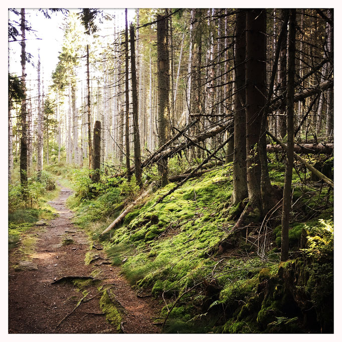 Reisen Reiselust Wandern Wanderlust im Bayerischen Wald in der Natur