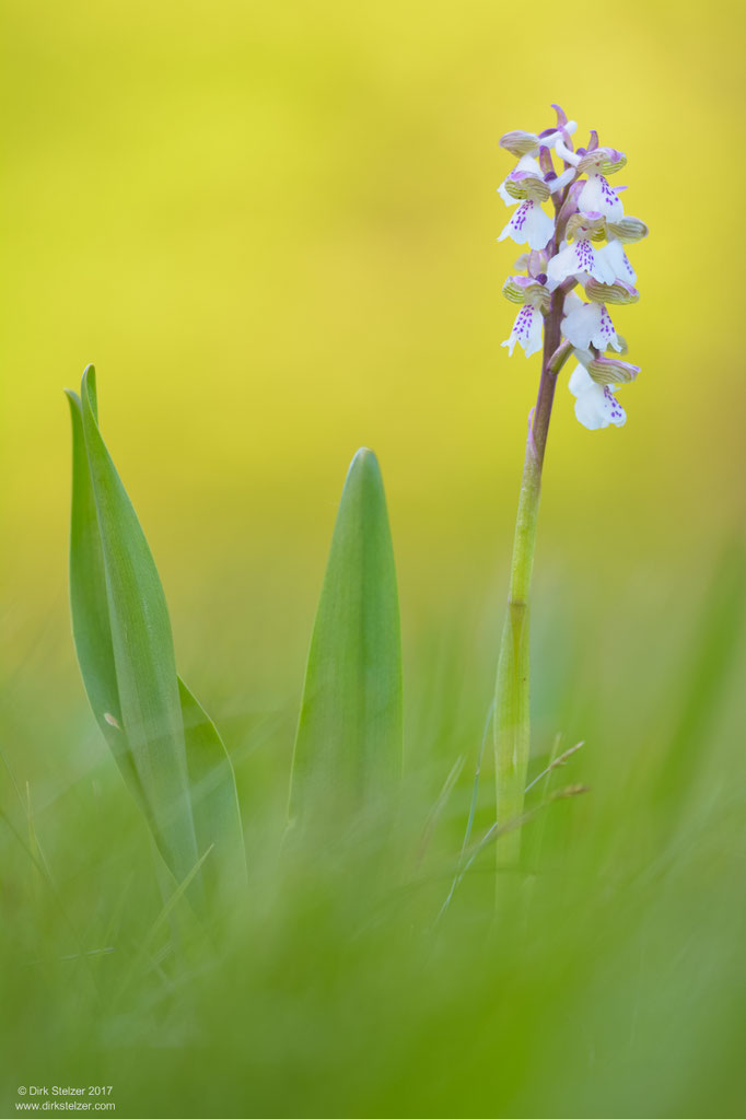Kleines Knabenkraut (Orchis morio)