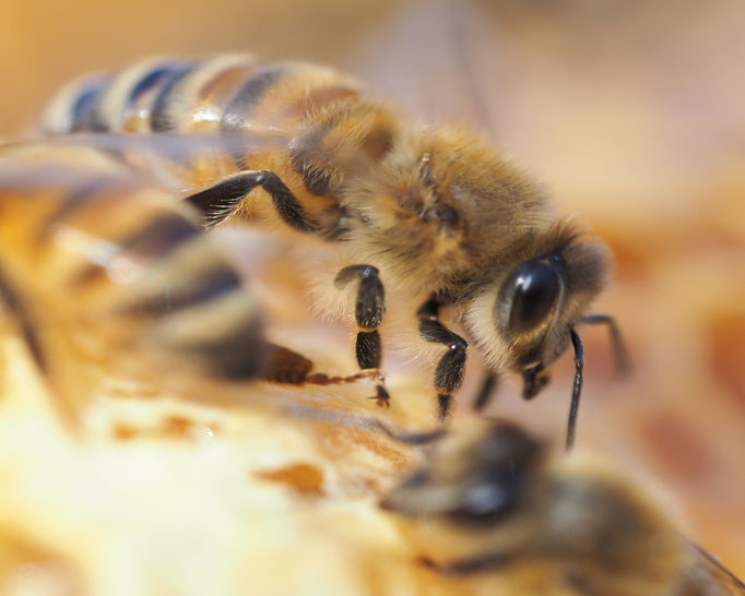Bienenlehrpfad Zingst Ausflugsziel Honigbiene