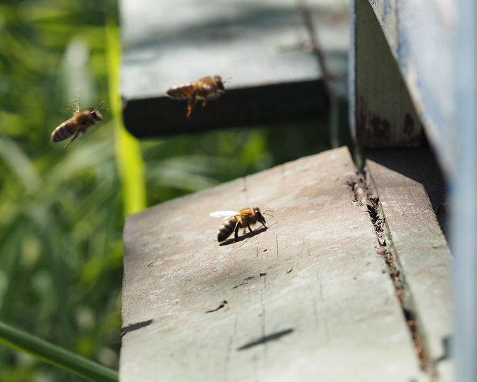 Natur und Imkerhof Bienenlehrpfad Ausflugsziel Zingst Beobachtung am Flugloch
