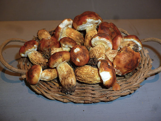 funghi1