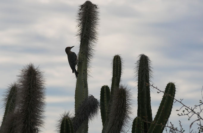 Woodpecker ; Cabo Pulmo ; Basse-Californie ; Mexique. Voyage Maxime Lelièvre