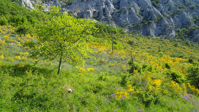 Boucle de 2 jours depuis Sigottier ; Buëch ; Baronnies Provençales. Voyage Max de Nature