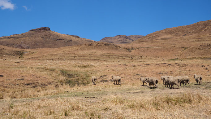 Environs du village de Thamatu ; Lesotho. Voyage Maxime Lelièvre