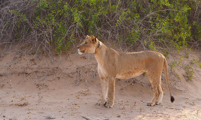 Lionne du désert ; Hoanib ; Namibie. Nature Maxime Lelièvre
