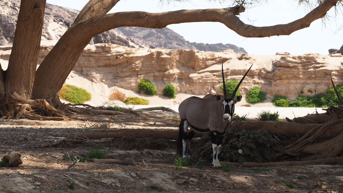 Oryx ; Hoanib ; Namibie. Nature Maxime Lelièvre