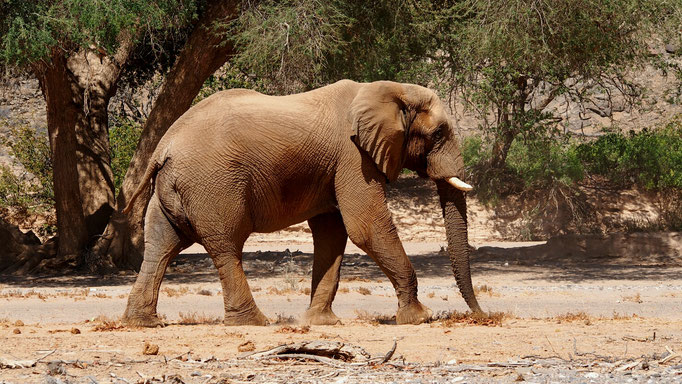 Eléphants du désert ; Hoanib ; Namibie. Nature Maxime Lelièvre