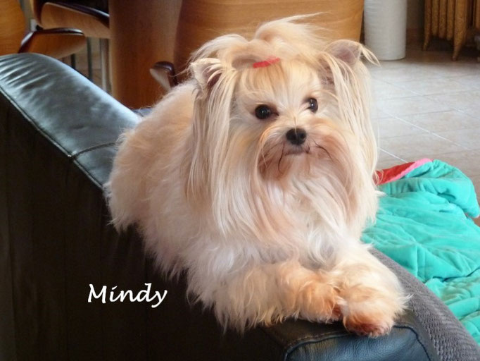Mindy Goldbaby van Pride of Heaven ( Golddust Yorkshire Terrier ) 2,5 jaar