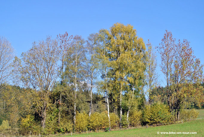 Semmeringgebiet, Bärenkogel