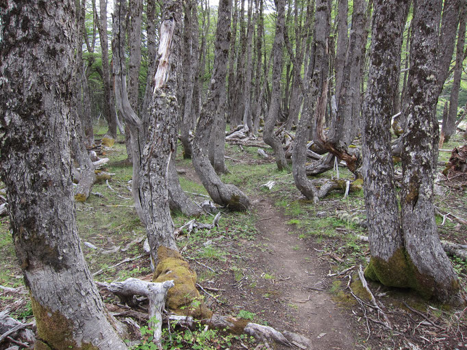 Lenga forest