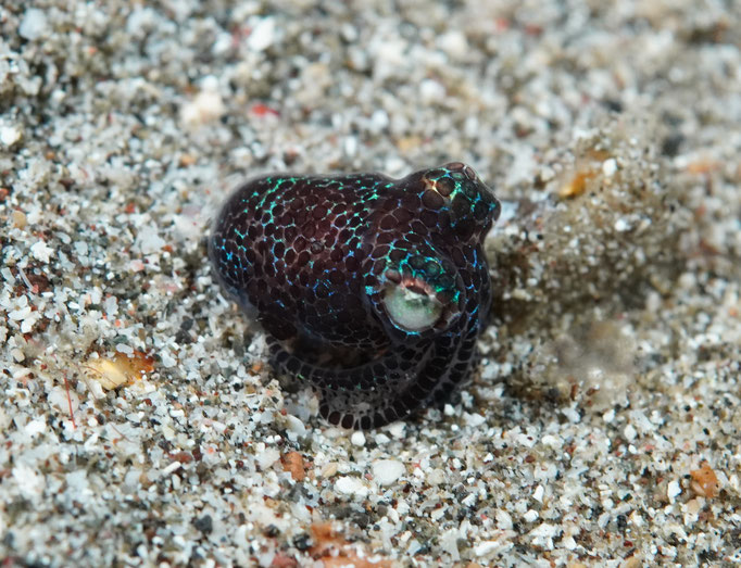Zwergsepia / Bobtail squid