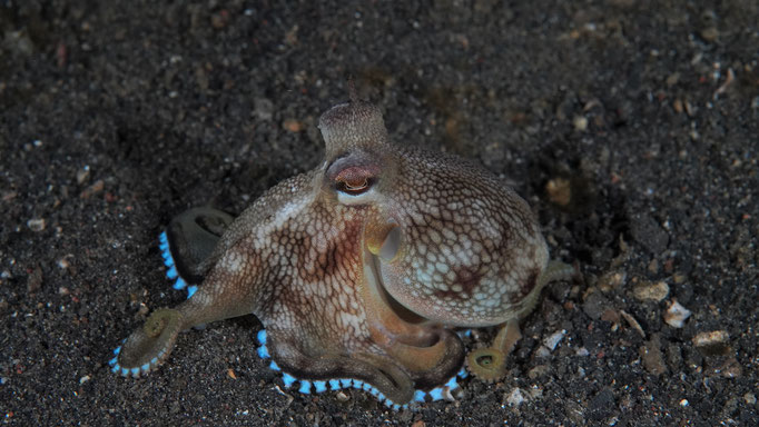 Kokosnuss Krake / Coconut octopus