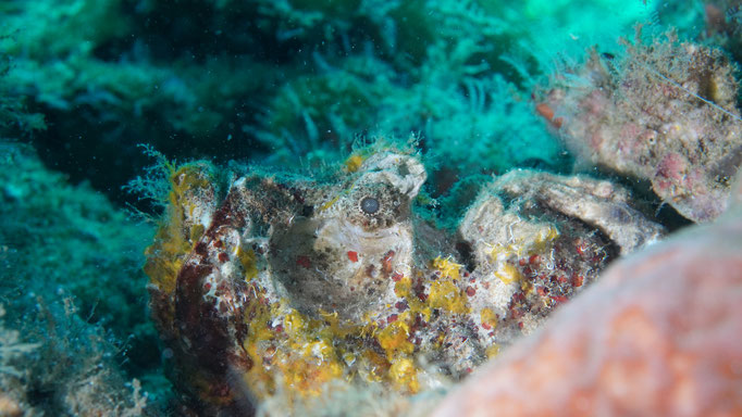 Drachenkopffisch / Scorpion fish