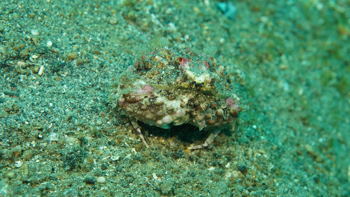Krebs / Crab