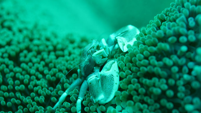 Porzellankrebs / Porcelain crab