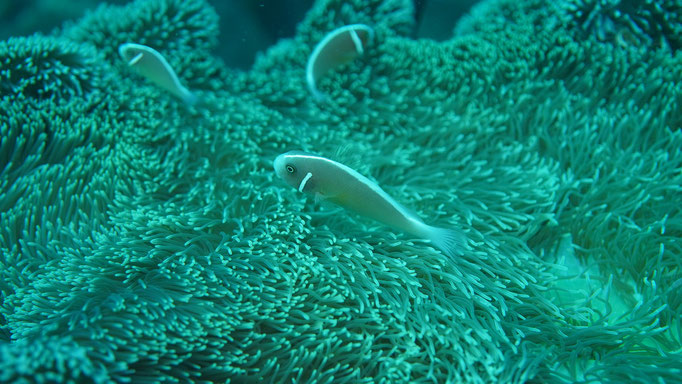 Anemonenfisch / Anemone fish