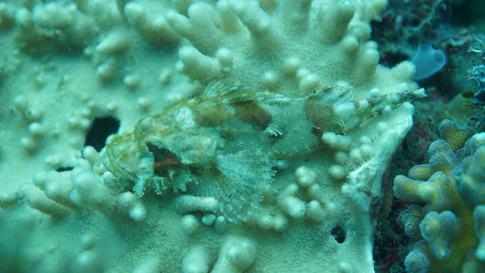 Drachenkopffisch / Scorpion fish