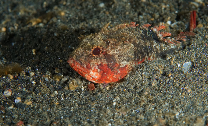 Drachenkopffisch / Scorpion fish