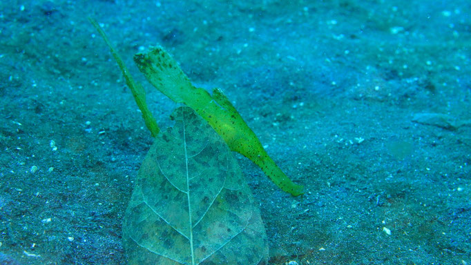 Seenadel / Pipefish