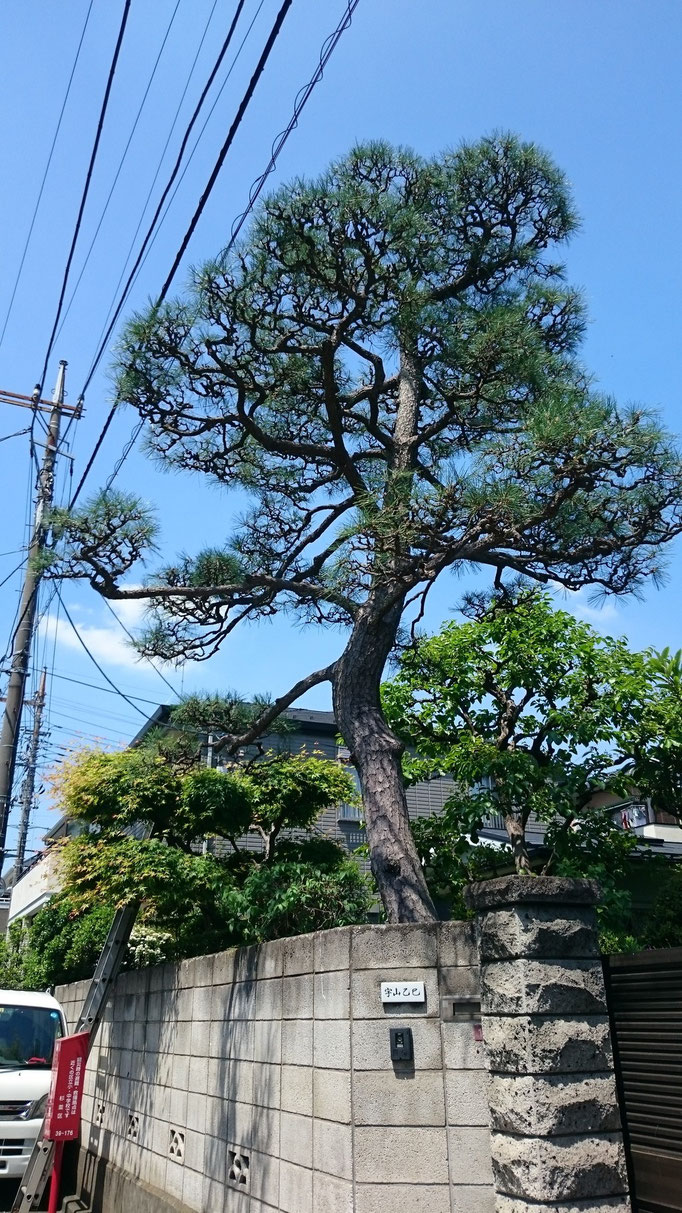 クロマツ手入れ