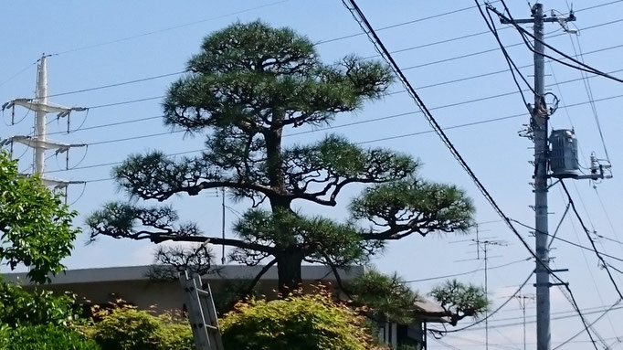 クロマツ手入れ