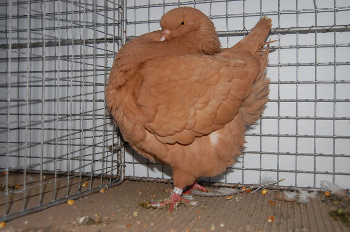 Schietti jaune à Dulaquais frères