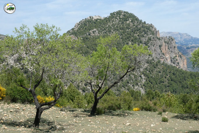 Cerro de Miller y el Paredón