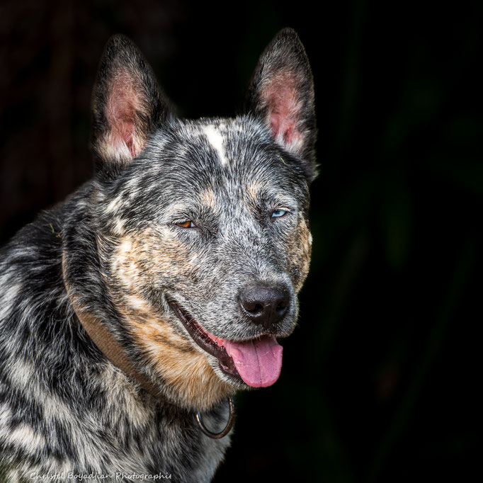 chien-animal compagnie-photo-photographier mon chien- (3)