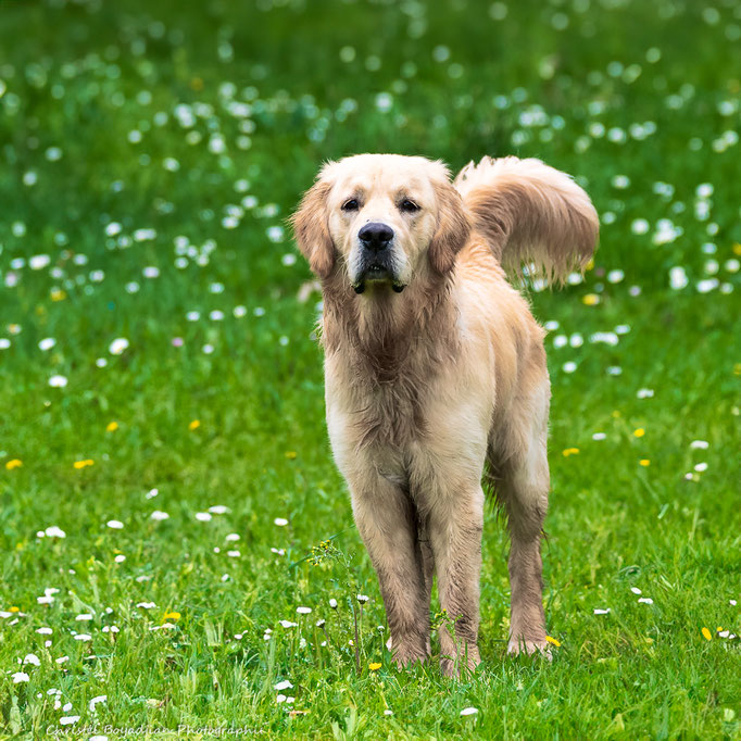 chien-animal compagnie-photo-photographier mon chien- (3)