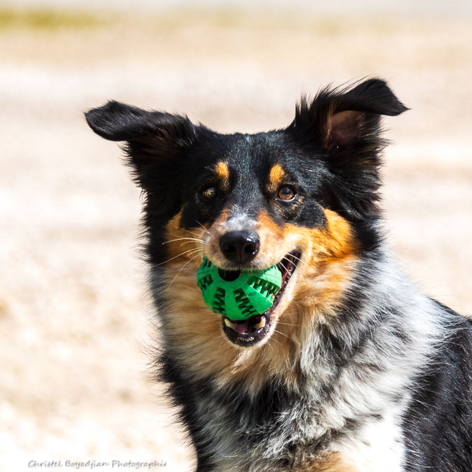 chien-animal compagnie-photo-photographier mon chien- (3)